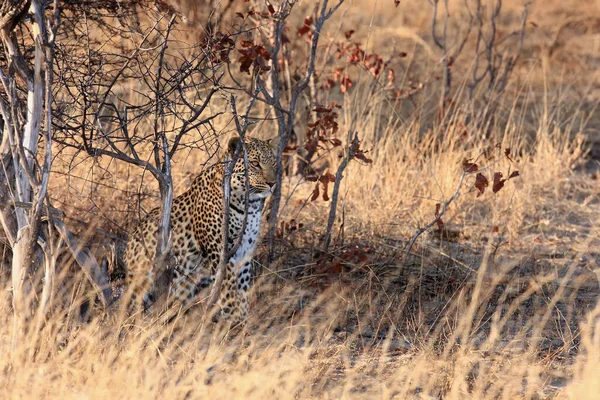 Leopardo Africano Panthera Pardus Pardus Sentado Escondido Denso Arbusto Nascer — Fotografia de Stock