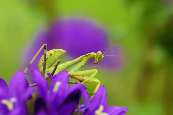 Mantis Família Sphondromantis Spondromantis Viridis Espreitando Folha Verde Sphodromantis Viridis — Fotografia de Stock
