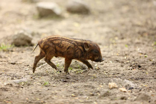 Prasata Domácí Sus Domesticus Nebo Prasata Prasata Nebo Prasata Vepřové — Stock fotografie