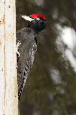 Siyah ağaçkakan (Dryocopus martius), Tayga 'nın ortasında arka planda ladin dallarıyla birlikte ormanın gövdesinde oturuyor.