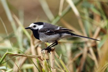 Sazlıkta oturan beyaz kuyruk (motacilla alba)