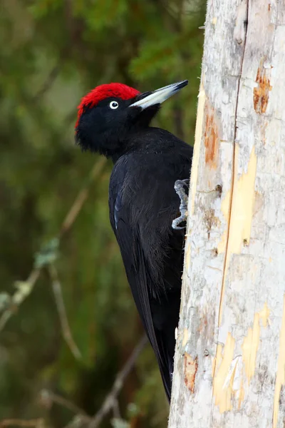 The black woodpecker (Dryocopus martius) sits on a dry trunk. A large black woodpecker with a red head sits on a bare trunk in winter.