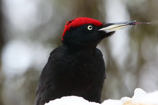 The black woodpecker (Dryocopus martius) sitting on the ground on a snowy hill. Portrait of a big black woodpecker with a red head with his tongue sticking out in winter.