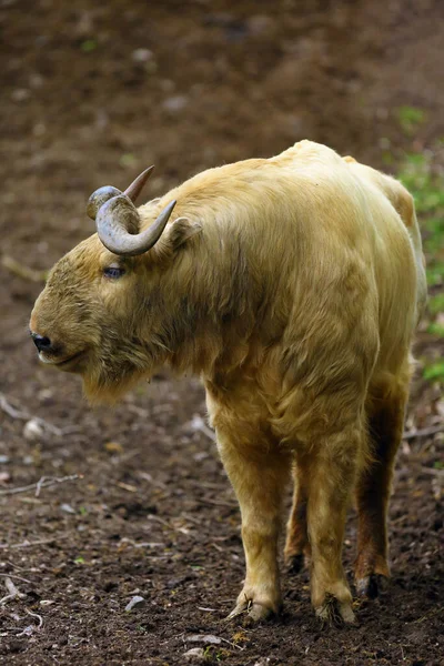 Gouden Takin Budorcas Taxicolor Bedfordi Staat Een Helling Een Bedreigde — Stockfoto