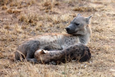 Benekli sırtlan (Crocuta crocuta) aynı zamanda laighing sırtlan olarak da bilinir.