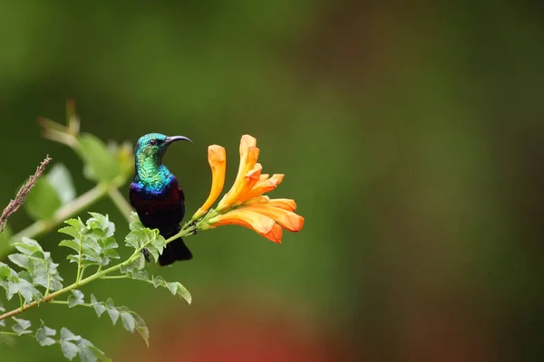 Purple Banded Sunbird Cinnyris Bifasciatus Sitting Flower Very Colorful Bird — Stock Photo, Image