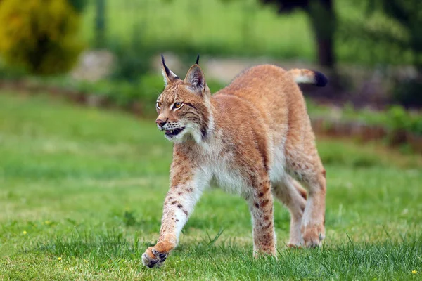 ユーラシア リンクス Lynx Lynx 肖像画 庭のユーラシア リンクス 緑の背景の大きな猫 — ストック写真
