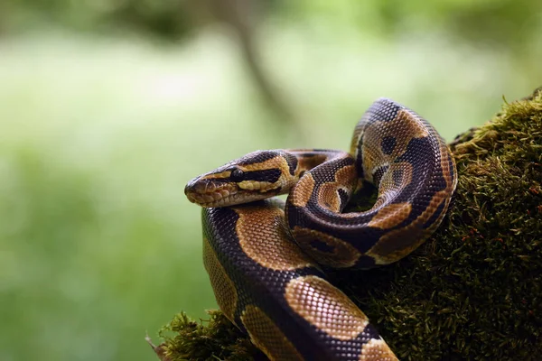 Python Real Python Regius Também Chamada Python Bola Deitada Ramo — Fotografia de Stock