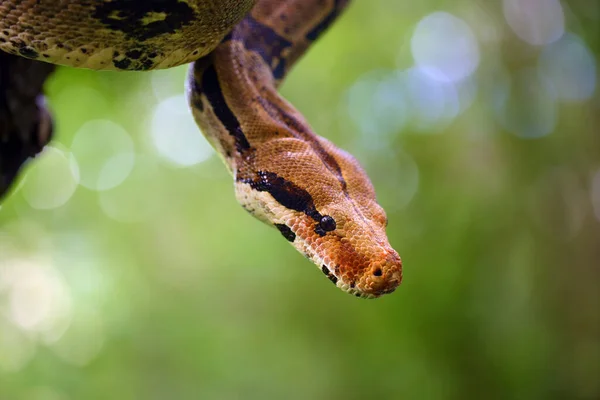 Constritor Boa Boa Constritor Também Chamado Vermelho Tailed Boa Comum — Fotografia de Stock