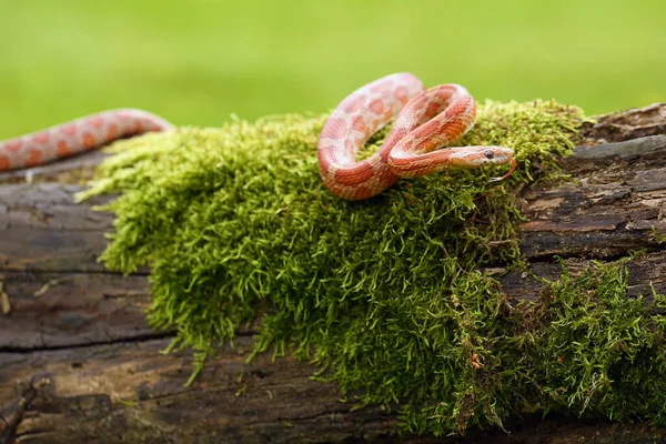 Majsormen Pantherophis Guttatus Med Byten Grön Bakgrund Färgmutation Majsorm Typisk — Stockfoto