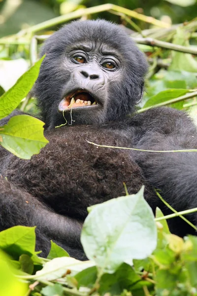 The mountain gorilla (Gorilla beringei beringei), feeding a young gorilla. Uganda gorilla lying in the green and chewing a piece of leaf.