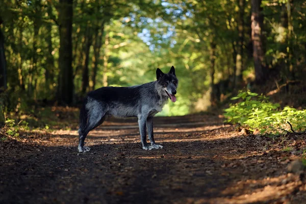 西北狼 Canis Lupus Occidentalis 站在路上 金丝狼属 也被称为灰狼或木狼 — 图库照片