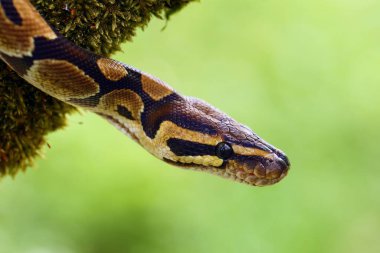 Kraliyet pitonu (Python Rejimi), yeşil bir arka plana sahip kuru bir dalda bükülmüş bir piton olarak da adlandırılır..