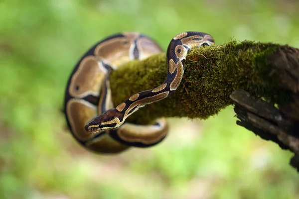 Kraliyet Pitonu Python Rejimi Yeşil Bir Arka Plana Sahip Kuru — Stok fotoğraf