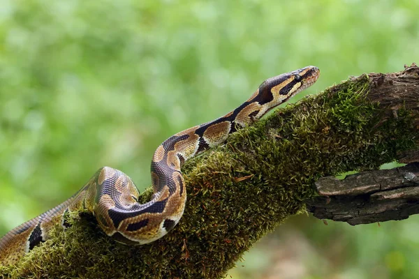 Královská Krajta Python Regius Také Nazývaná Míčová Krajta Ležící Zkroucená — Stock fotografie