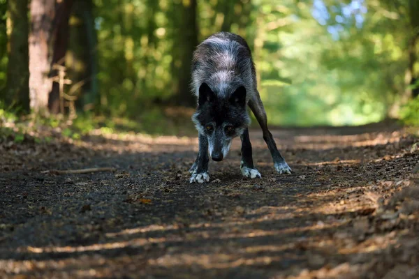 Északnyugati Farkas Canis Lupus Occidentalis Úton Áll Egyenesen Lencsébe Néz — Stock Fotó