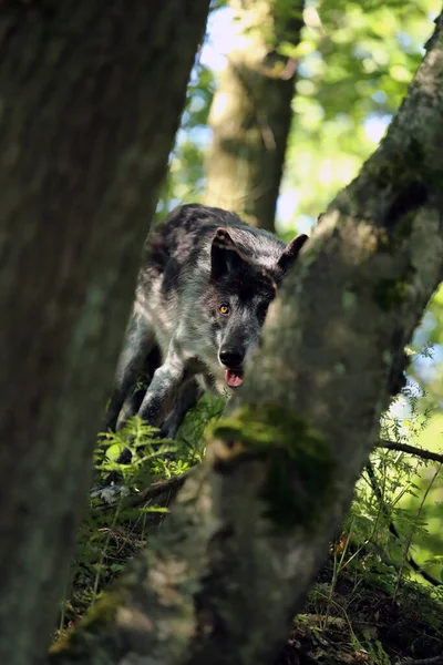 西北狼 Canis Lupus Occidentalis 站在树木后面的森林里 在树林里偷窥 一只大灰狼在监视着潜在的猎物 金丝狼属 也是灰狼或木狼 — 图库照片