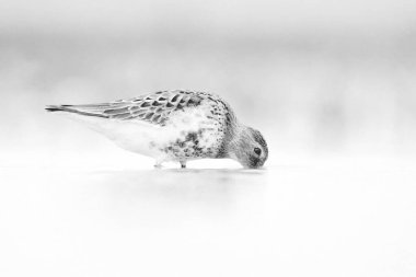 The dunlin (The dunlin (Calidris alpina) catching worms in the shallows.Dunlin in a black and white design with a beak in the water. clipart