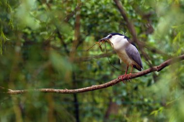 Siyah balıkçıl (Nycticorax nycticorax), balıkçılgiller (Nycticorax) familyasından bir kuş türü. Yoğun bir ağaçta gagasında bir dalla balıkçıl..