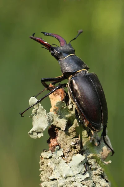 Жук Олень Lucanus Cervus Сидит Ветке Большой Жук Сидит Конце — стоковое фото