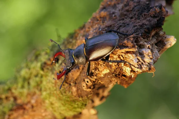 The stag beetle (Lucanus cervus) sitting on the branch. A large beetle sitting on a branch with a lichen in the evening light.
