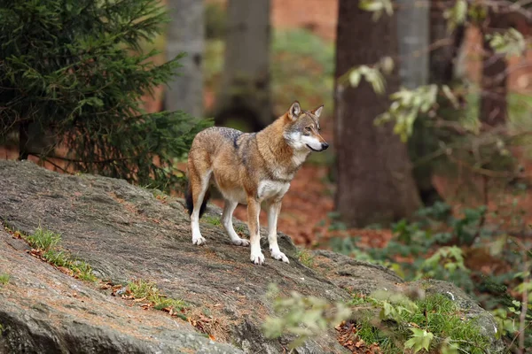 Grijze Wolf Canis Lupus Die Een Rots Staat Een Grote — Stockfoto