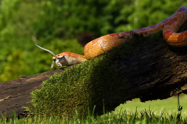 Die Kornnatter Pantherophis Guttatus Mit Beute Auf Grünem Hintergrund Eine — Stockfoto