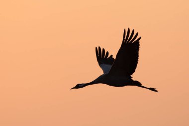 Turuncu gökyüzünde sabahın erken saatlerinde uçan Avrasya turnası olarak da bilinen vinç (Grus grus)