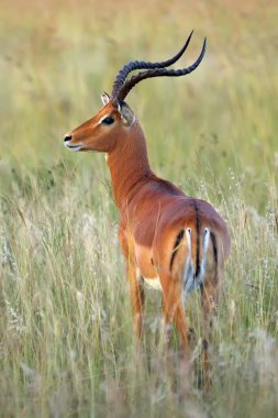 İmpala (Aepyceros melampus) otların arasında büyük bir erkek. Büyük erkek, son ışıkta, parlak otların arasında başı yana dönmüş..
