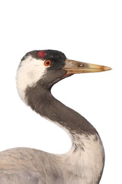 Yaygın vinç (Grus grus), Avrasya turnası olarak da bilinir, izole edilmiş bir portredir. Bir vinç portresi izole ve anlamlı bir göz..