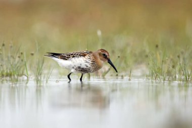 Dunlin (Calidris Alpina), sığ sularda solucan yakalar. Smal shore kuşu Dunlin, yeşil su bitkilerinin arka planıyla suda avlanır..