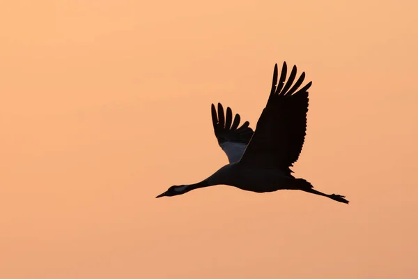 Běžný Jeřáb Grus Grus Známý Také Jako Euroasijský Jeřáb Letící — Stock fotografie