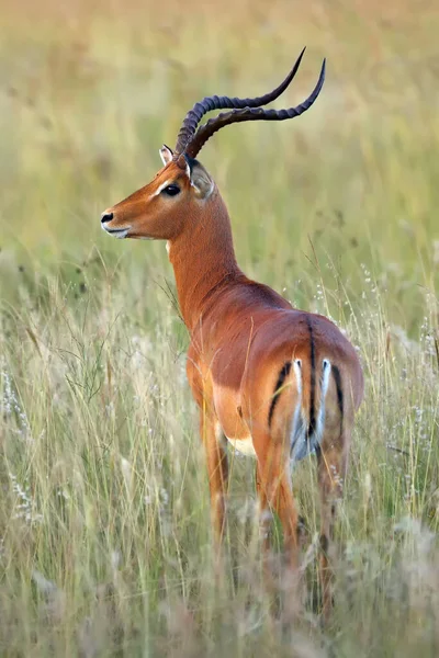 Impala Aepyceros Melampus Obrovský Samec Trávě Velký Samec Posledním Světle — Stock fotografie