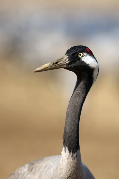 Common Crane Grus Grus Also Known Eurasian Crane Portait Portrait — Stock Photo, Image