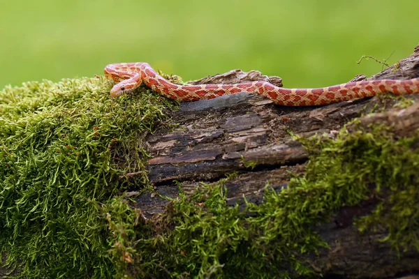 Majsormen Pantherophis Guttatus Med Byten Grön Bakgrund Färgmutation Majsorm Typisk — Stockfoto