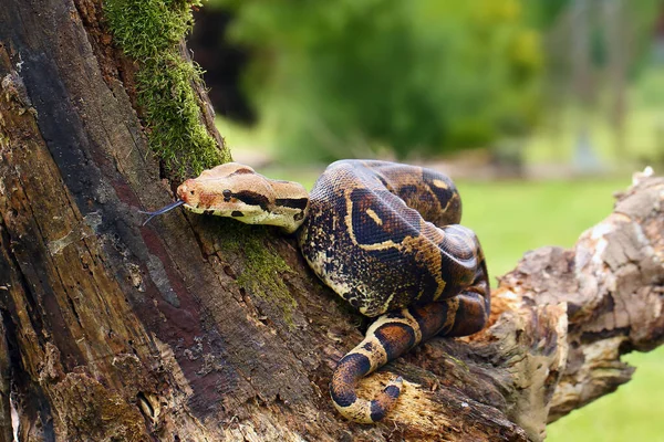 Boa Zúžení Boa Zúžení Také Volal Červenoocasý Nebo Obyčejný Boa — Stock fotografie