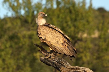Griffon akbabası (Gyps fulvus) yeşil arka planı olan eski bir dala oturur.