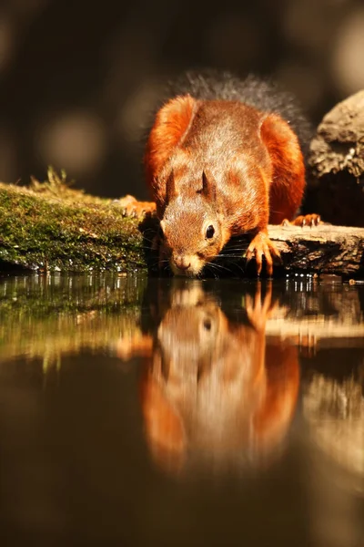 水と茶色と灰色の背景を持つ小さな森の池から飲むユーラシアの赤いリス Sciurus Valgaris — ストック写真
