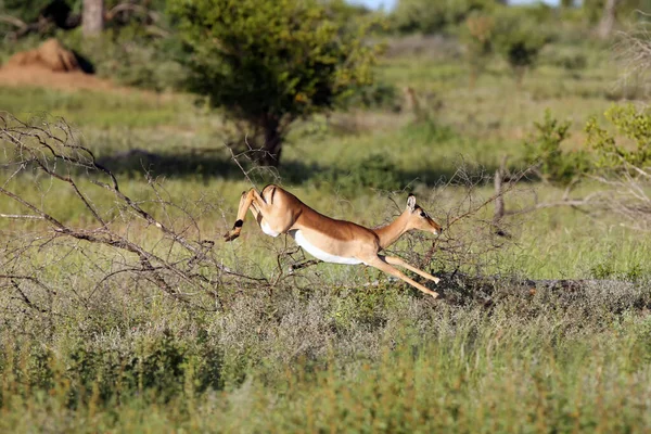 The impala (Aepyceros melampus) antelope jumping over bushes. Antelope in fast running in the savannah.