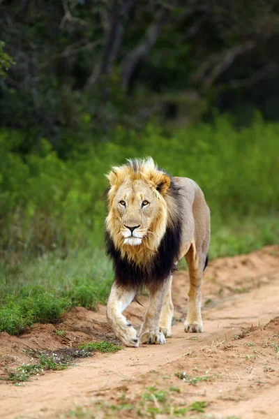Lew Transwaalski Lub Lew Afrykański Panthera Leo Krugeri Lub Lew — Zdjęcie stockowe