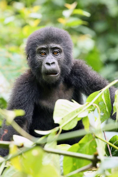 緑の茂みの上に座っ山ゴリラ ゴリラBeringei Beringei 茂みの中のゴリラの赤ちゃん — ストック写真