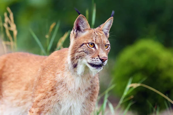 유라시아 스라소니 Lynx Slyx 유라시아 스라소니의 초상화 초록빛 들여다봄 — 스톡 사진