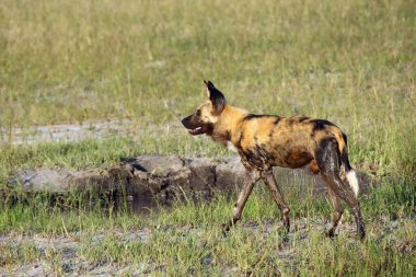 Afrika vahşi köpeği (Lycaon pictus), Afrika avcılığı ya da Afrika boyalı köpeği ya da boyalı kurt olarak da bilinir.