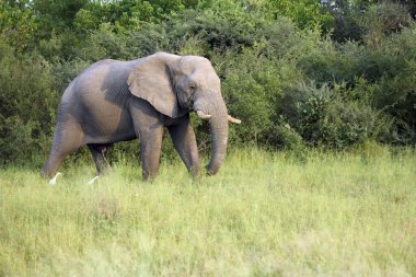 Afrika çalı fili (Loxodonta africana), yeşil çalılıklardaki yetişkin erkek.