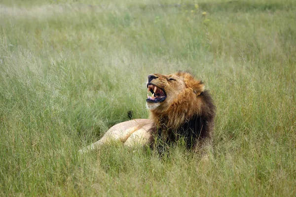 The Southwest African lion or Katanga lion (Panthera leo bleyenberghi) yawning in savannah. Large male with a dark mane in the green savannah.