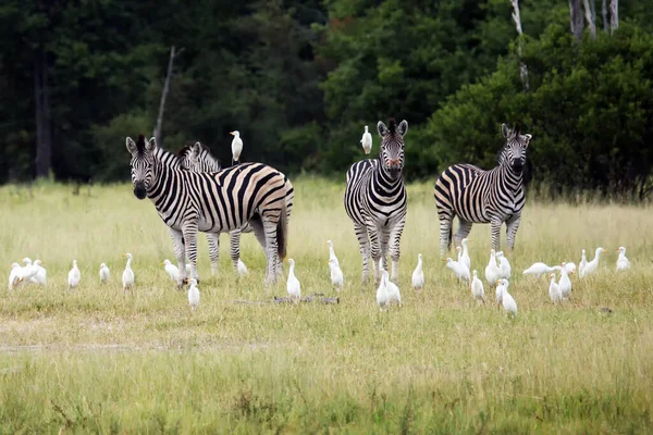 Das Flachzebra Equus Quagga Ehemals Equus Burchellii Auch Bekannt Als — Stockfoto