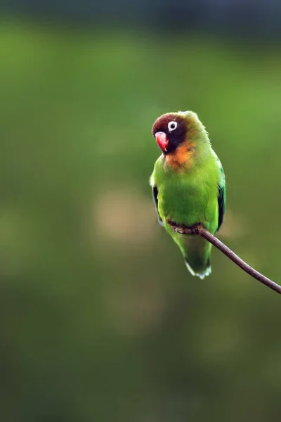 Inséparable Joues Noires Agapornis Nigrigenis Assis Sur Une Branche Avec — Photo