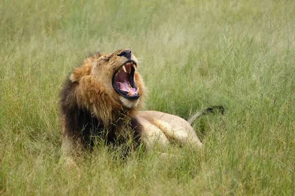 Leão Africano Sudoeste Leão Katanga Panthera Leo Bleyenberghi Bocejam Grama — Fotografia de Stock