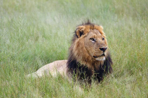 Zuidwest Afrikaanse Leeuw Katanga Leeuw Panthera Leo Bleyenberghi Het Gras — Stockfoto