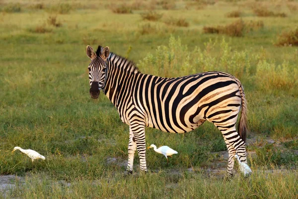 Slätterna Zebra Equus Quagga Tidigare Equus Burchellii Även Känd Som — Stockfoto